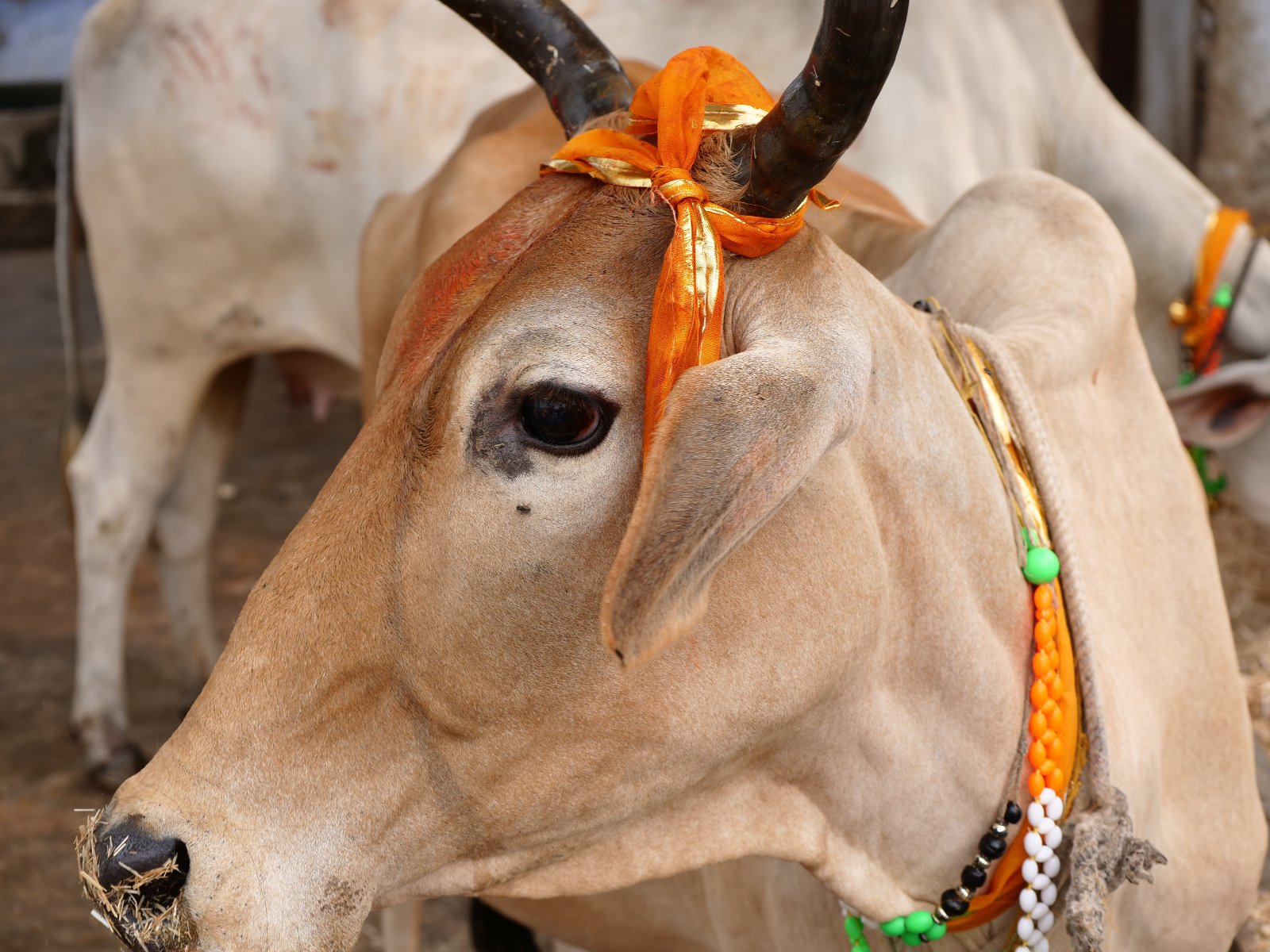  119 Gopashtami Radha kunda Govardhan 19.11.04
